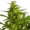 Auto Critical Hog feminised Ganja Seeds