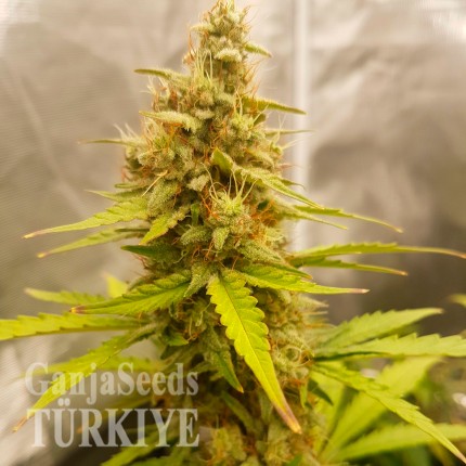 Auto Critical Hog feminised Ganja Seeds