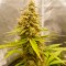 Auto Critical Hog feminised Ganja Seeds