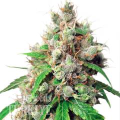 Auto Euphoria feminised Ganja Seeds