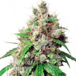 Auto Euphoria feminised Ganja Seeds