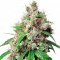 Auto Euphoria feminised Ganja Seeds