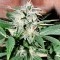 Auto Euphoria feminised Ganja Seeds