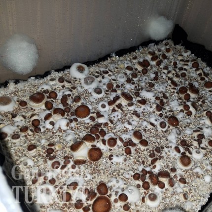 Ankara'da Plantasia Mystery psilosibin mantar baskıları Plantasia Mystery