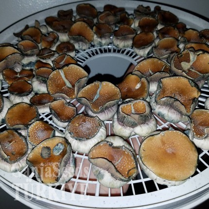 İzmir'de Plantasia Mystery psilosibin mantar baskıları Plantasia Mystery