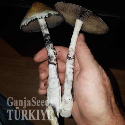 İstanbul'da Plantasia Mystery psilosibin mantar baskıları Plantasia Mystery