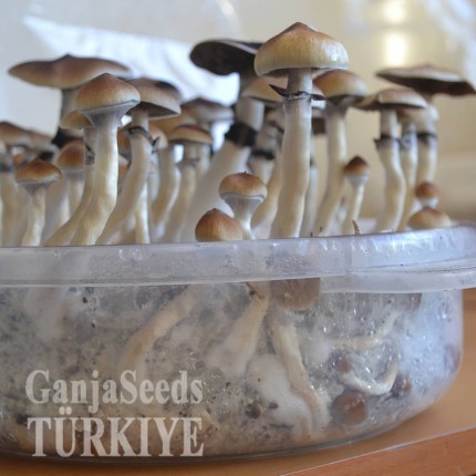 Antalya'da Plantasia Mystery psilosibin mantar baskıları Plantasia Mystery