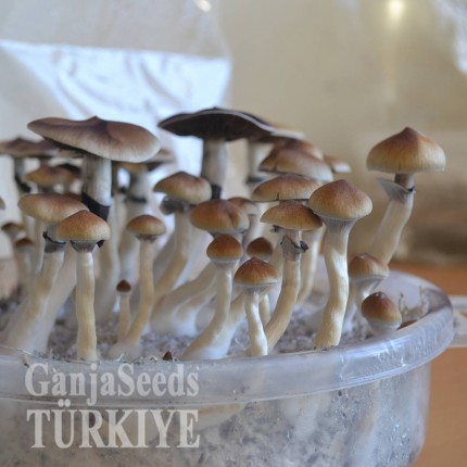 Bursa'da Plantasia Mystery psilosibin mantar baskıları Plantasia Mystery