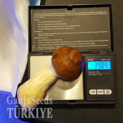 Plantasia Mystery psilosibin mantar baskıları Plantasia Mystery