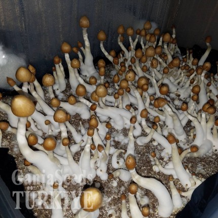 Plantasia Mystery psilosibin mantarlarının spor baskıları Plantasia Mystery