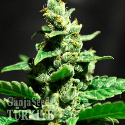 Auto Fast Bud #2 feminised Ganja Seeds Auto Fast Bud #2 feminised Ganja Seeds