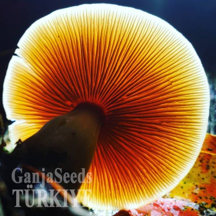 İzmir'de Thai psilosibin mantar baskıları Thai