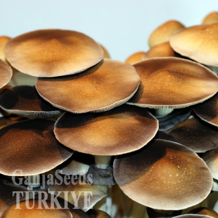 Antalya'da Thai psilosibin mantar baskıları Thai