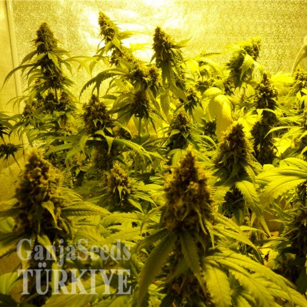 Auto Mohan Ram feminised Ganja Seeds