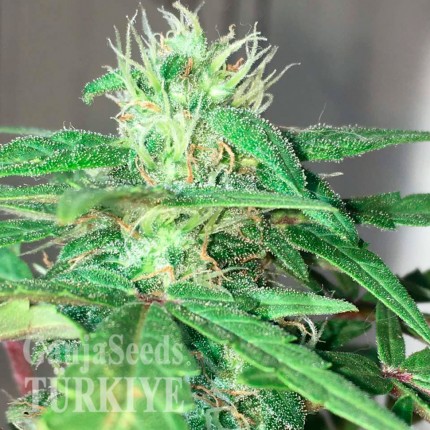 Auto Mohan Ram feminised Ganja Seeds