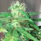 Auto Mohan Ram feminised Ganja Seeds