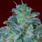 Auto Mohan Ram feminised Ganja Seeds