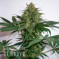Auto Mohan Ram feminised Ganja Seeds