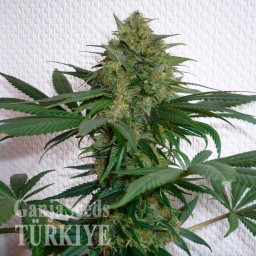 Auto Mohan Ram feminised Ganja Seeds