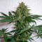Auto Mohan Ram feminised Ganja Seeds