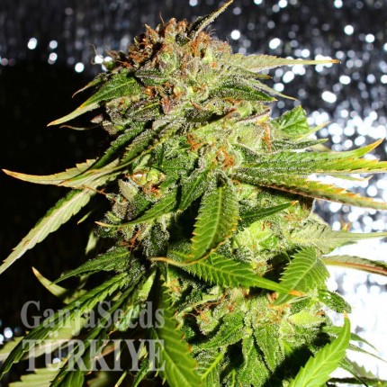 Auto Mohan Ram feminised Ganja Seeds