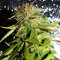 Auto Mohan Ram feminised Ganja Seeds