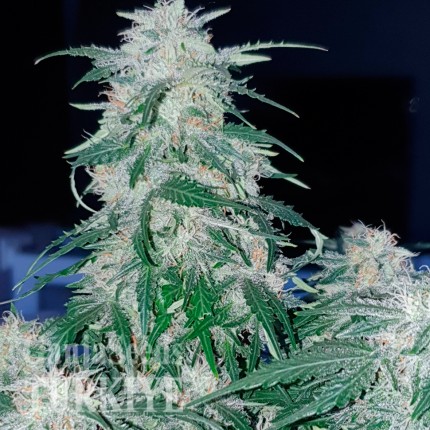 Auto Northern Hog feminised Ganja Seeds Auto Northern Hog feminised Ganja Seeds