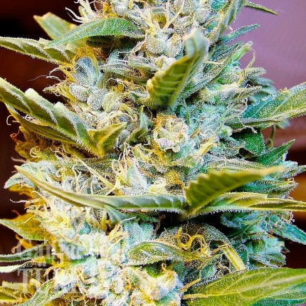 Auto Northern Hog feminised Ganja Seeds Auto Northern Hog feminised Ganja Seeds