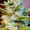 Auto Northern Hog feminised Ganja Seeds