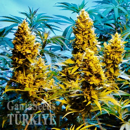 Auto Northern Hog feminised Ganja Seeds Auto Northern Hog feminised Ganja Seeds