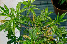 Kenevir zararlıları: şeffaf akar ve Aceria Anthocoptes