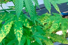 Kenevir zararlıları. Esrar katillerinin büyük fotoğraf galerisi