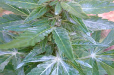 Kenevir zararlıları: beyaz külleme (Erysiphe betae)