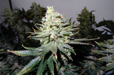 Elektrik kesintisi. Bitkilere nasıl yardım etmeli?