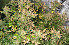 İndoor’da sıcak – kenevire nasıl yardım etmeli?