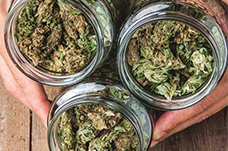 Kenevir kalitesi hayal kırıklığına uğrattıysa