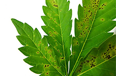 Kenevirde kalsiyum eksikliği