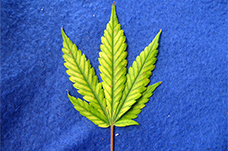 Kenevirde magnezyum eksikliği