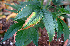 Kenevirde potasyum eksikliği. Belirtiler ve tedavi