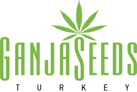 GanjaSeeds
